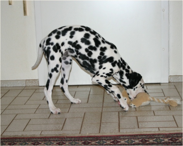 <b>ja Wauwi, wie kommst denn du daher?<b>